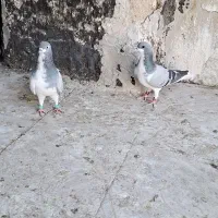 کبوتر رنگ