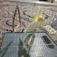 عروس هلندی ماده دستی