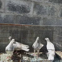 چهار عدد نر دمگیر تسمه ای