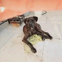 سگ پیتپول واگزاری