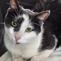 واگذاری رایگان. بسیار مهربون ومظلوم. نر