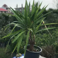 گل یوکا ۱۲ ریشه پر