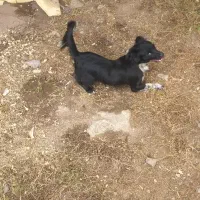 سگ شناسنامه دار|سگ|ماسال, |دیوار