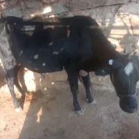 گاو دورگ ۵ ماه ابسته|حیوانات مزرعه|اندیکا, |دیوار