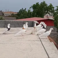 طوقی