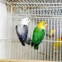 کوتوله برزیلی گرینچیک ملنگو کاسکو شاه طوطی پرنده|پرنده|مشهد, حرم مطهر رضوی|دیوار