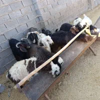 فروش بره و کهره