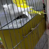 مرغ عشق پرواته ای معاوضه با فنچ نرگسی شکلاتی|پرنده|تبریز, |دیوار