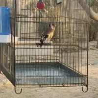 سهره تعداد|پرنده|تهران, مینای شمالی (مخبر)|دیوار