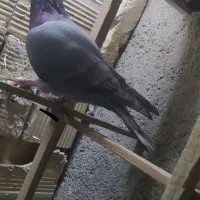 پلاکی مسافتی کدش عراقیه