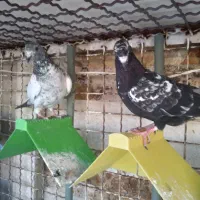 موبایل معاوضه با کفتر ۲تا