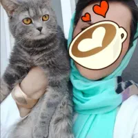 گربه بسیار زیبا مودب و همه چیزتمام|گربه|ارومیه, |دیوار