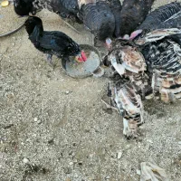 بوقلمون ، مرغ و خروس محلی