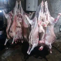 کم چربی٪گوسفند درجه ۱ زنده+عقیقه *قلم ابی نرینه