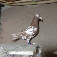 کبوتر کارل میولمنز خالص اصیل