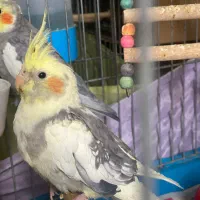 عروس هلندی ۳ ماهه