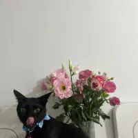 گربه مشکی با قلاده ابی گمشده|حیوانات|اهواز, سیصد دستگاه|دیوار