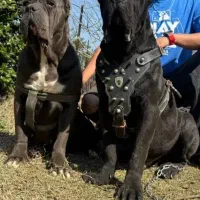 ماستیف ایتالیایی کنکورسو|سگ|اندیشه, اندیشه فاز ۳|دیوار