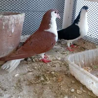 یک جفت ساده.نر سرخ خال سیاه دار.ماده سیاه.