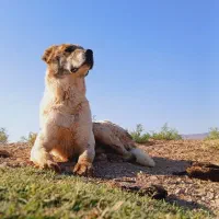 سگ گله|سگ|آبکوه, |دیوار