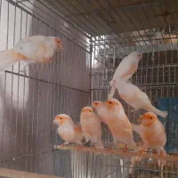 قناری موزاییکی|پرنده|یزد, |دیوار