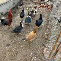 اردک اسرائیلی