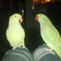 طوطی ملنگو|پرنده|جیرفت, |دیوار