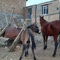 کوری قاطر ۸ماه|حیوانات مزرعه|کامیاران, |دیوار