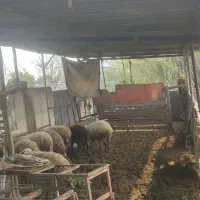 فروش گوسفند|حیوانات مزرعه|زرگرشهر, |دیوار