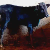 گاو یا گوساله ماده خارجی چاغ و بلند ۵۰کیلو گوشت