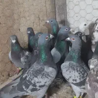 ۳۰ تا پلاکی سبز و پولکی دانه ۱۸۰