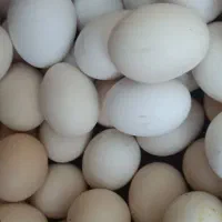تخم مرغ  محلی برای ماشین