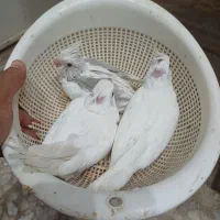 فروس جوجه سرلاکی عروس