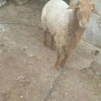 فروش گوسفند تخمی نژاد دار