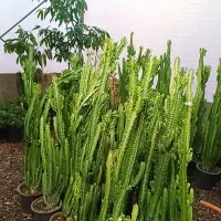 گل  آپارتمانی و طبیعی افوربیا واینگنس عمده وتک