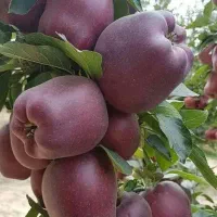 پیشفروش نهال سیب. رد استارکینگ باشرایط چک|خدمات باغبانی و درختکاری|کیلان, |دیوار