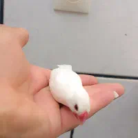 پرنده