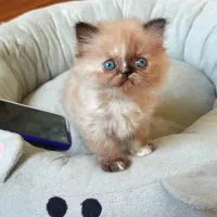 پرشین ماده|گربه|رشت, منظریه|دیوار