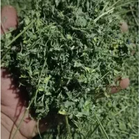 یونجه خالص دیواندره