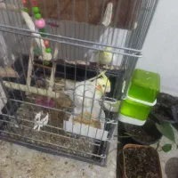 یک جفت عروس هلندی مولد ،‌نرو ماده بالغ