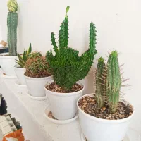 کاکتوس کلکسیونی