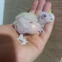 جوجه عروس هلندی