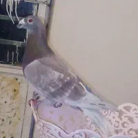 جفت کبوتر قوره سرخ و  سبز ب ضمانت