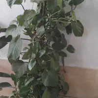 گل پتوس بلند با چوب|گل و گیاه طبیعی|شیراز, شهرک گلها|دیوار