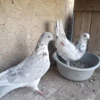 کبوتر|پرنده|تهران, شوش (باغ آذری)|دیوار
