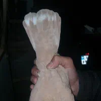 گلی رسمی دم سفید عتیغه|پرنده|مشهد, کوشش|دیوار