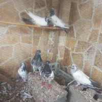 کبوتر پرشی گله ای