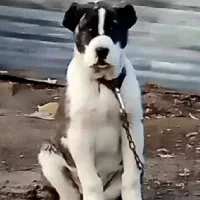 کوچیک ماده خراسانی ۳ماهه
