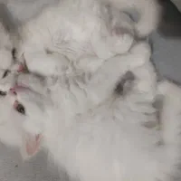 پرشین|گربه|تهران, شهرک صدرا|دیوار