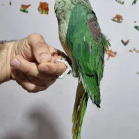 جوجه شاه طوطی نرو ماده و جفت شاه طوطی مولد|پرنده|بهبهان, |دیوار